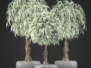 ficus alii trees 3D Model