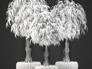 ficus alii trees 3D Модель