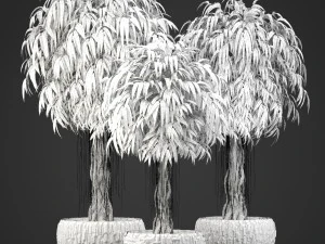 ficus alii trees 3D Model