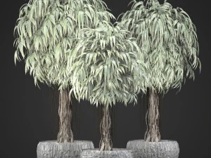 ficus alii trees 3D Model