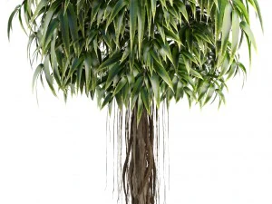 ficus alii trees 3D Model