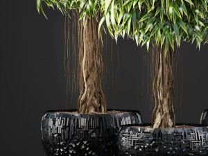 ficus alii trees 3D Модель