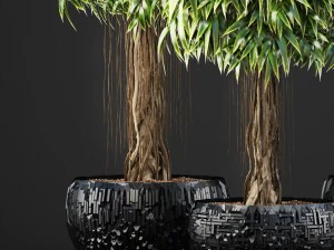 ficus alii trees 3D Model