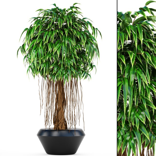 ficus alii tree 3D मॉडल .c4d .max .obj .3ds .fbx .stl .blend 