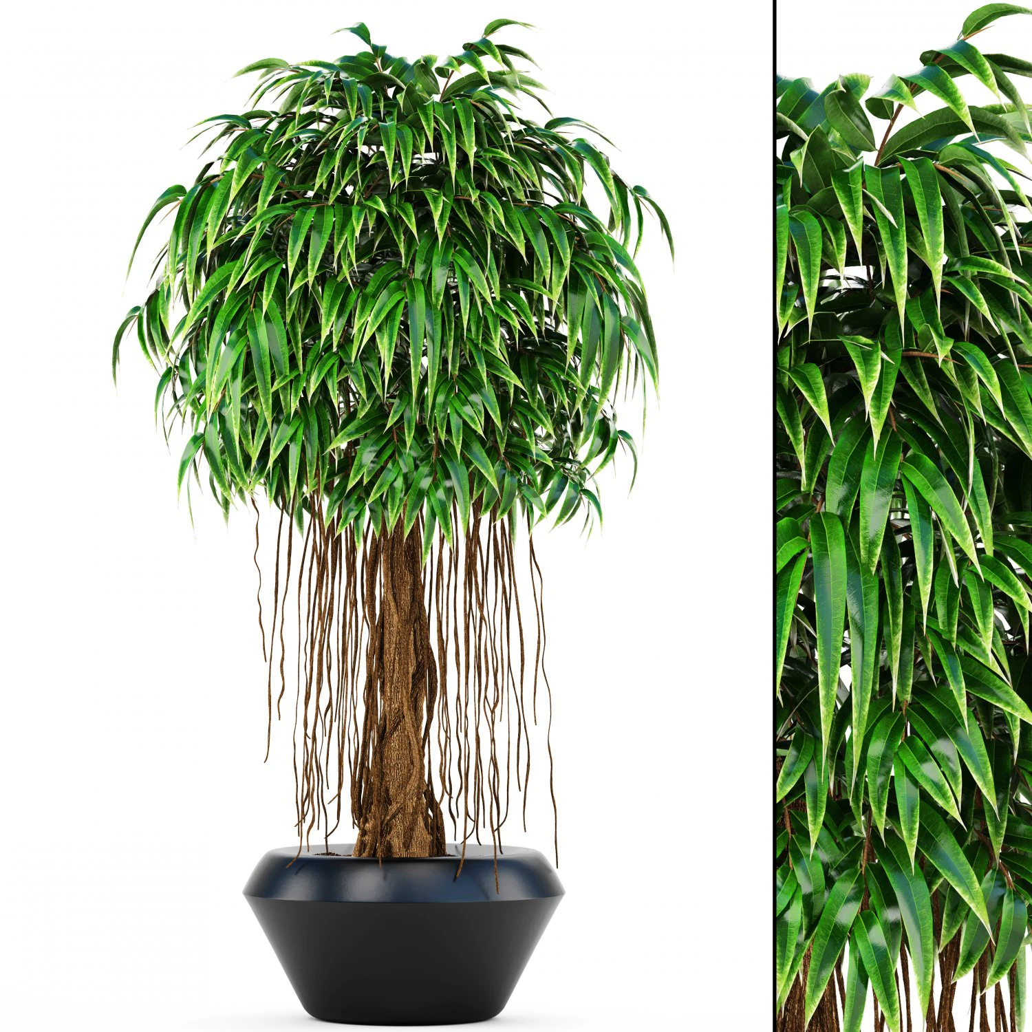 ficus alii tree 3D Model .c4d .max .obj .3ds .fbx .stl .blend 