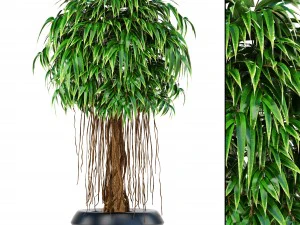 ficus alii tree 3D Model