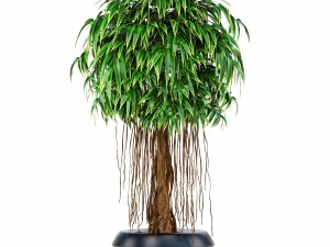 ficus alii tree 3D मॉडल