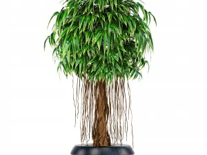 ficus alii tree 3D Model