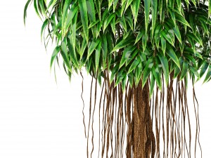 ficus alii tree 3D मॉडल