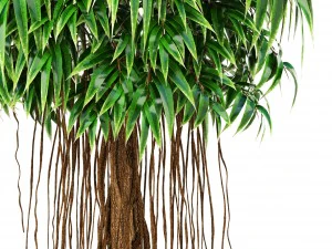 ficus alii tree 3D Model