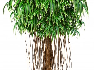 ficus alii tree 3D मॉडल