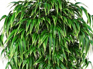 ficus alii tree 3D मॉडल
