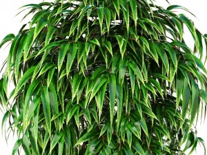 ficus alii tree 3D Model