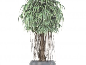 ficus alii tree 3D मॉडल