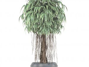 ficus alii tree 3D Model