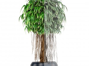 ficus alii tree 3D मॉडल