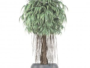ficus alii tree 3D Model