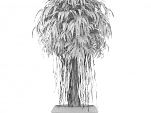 ficus alii tree 3D मॉडल