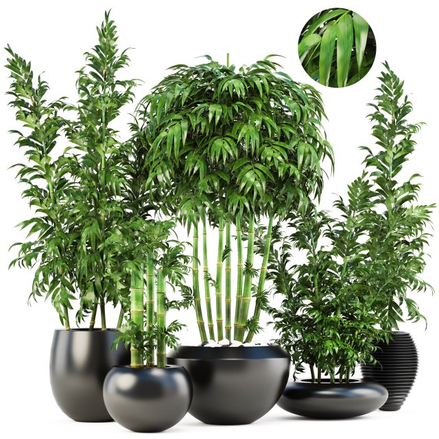 bamboo trees 3D 模型 .c4d .max .obj .3ds .fbx .stl .blend 