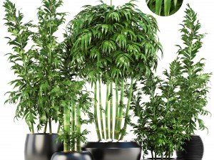 bamboo trees 3D Model