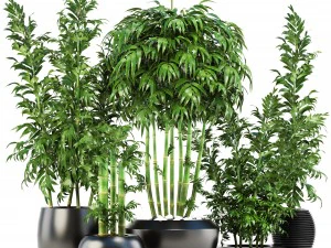 bamboo trees 3D Model