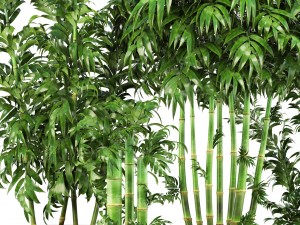 bamboo trees 3D 模型