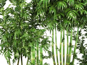 bamboo trees 3D Model