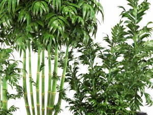 bamboo trees 3D 模型