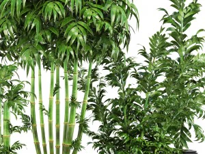 bamboo trees 3D Model