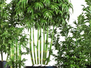 bamboo trees 3D 模型