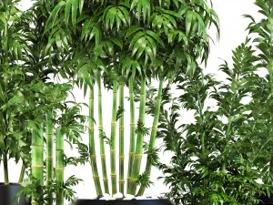 bamboo trees 3D Model