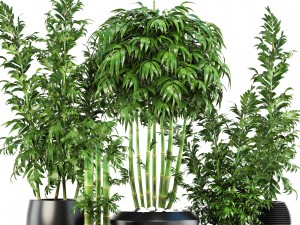 bamboo trees 3D 模型