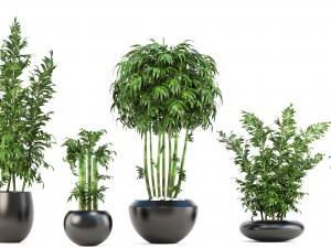 bamboo trees 3D 模型