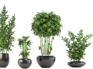 bamboo trees 3D Model