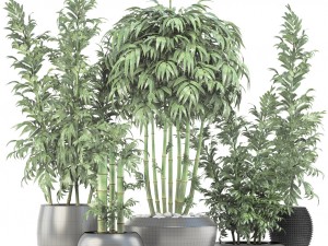 bamboo trees 3D 模型