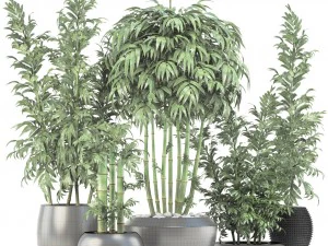 bamboo trees 3D Model