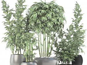 bamboo trees 3D Model