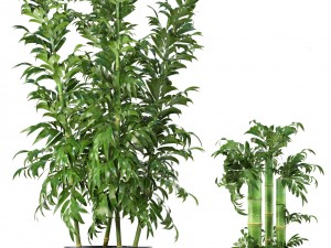 bamboo trees 3D 模型