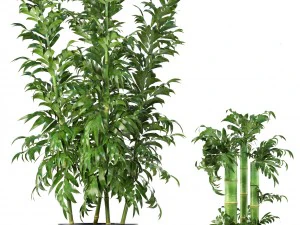 bamboo trees 3D Model