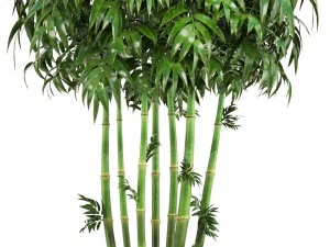 bamboo trees 3D Model