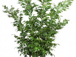 bamboo trees 3D 模型