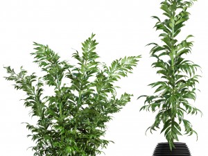 bamboo trees 3D 模型