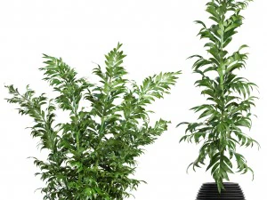 bamboo trees 3D Model