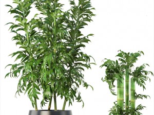 bamboo trees 3D 模型