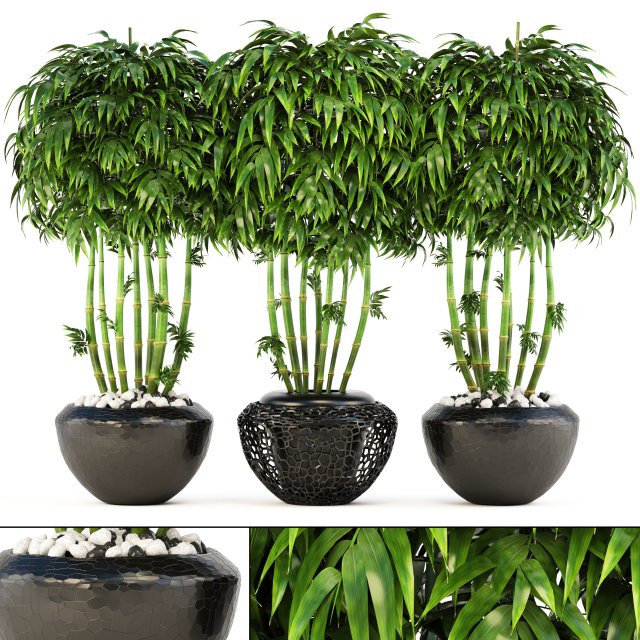 bamboo trees 3D Model .c4d .max .obj .3ds .fbx .stl .blend 