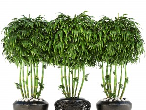 bamboo trees 3D Model
