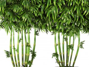 bamboo trees 3D Model