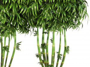bamboo trees 3D Model