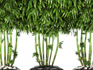 bamboo trees 3D Model