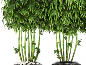 bamboo trees 3D Model
